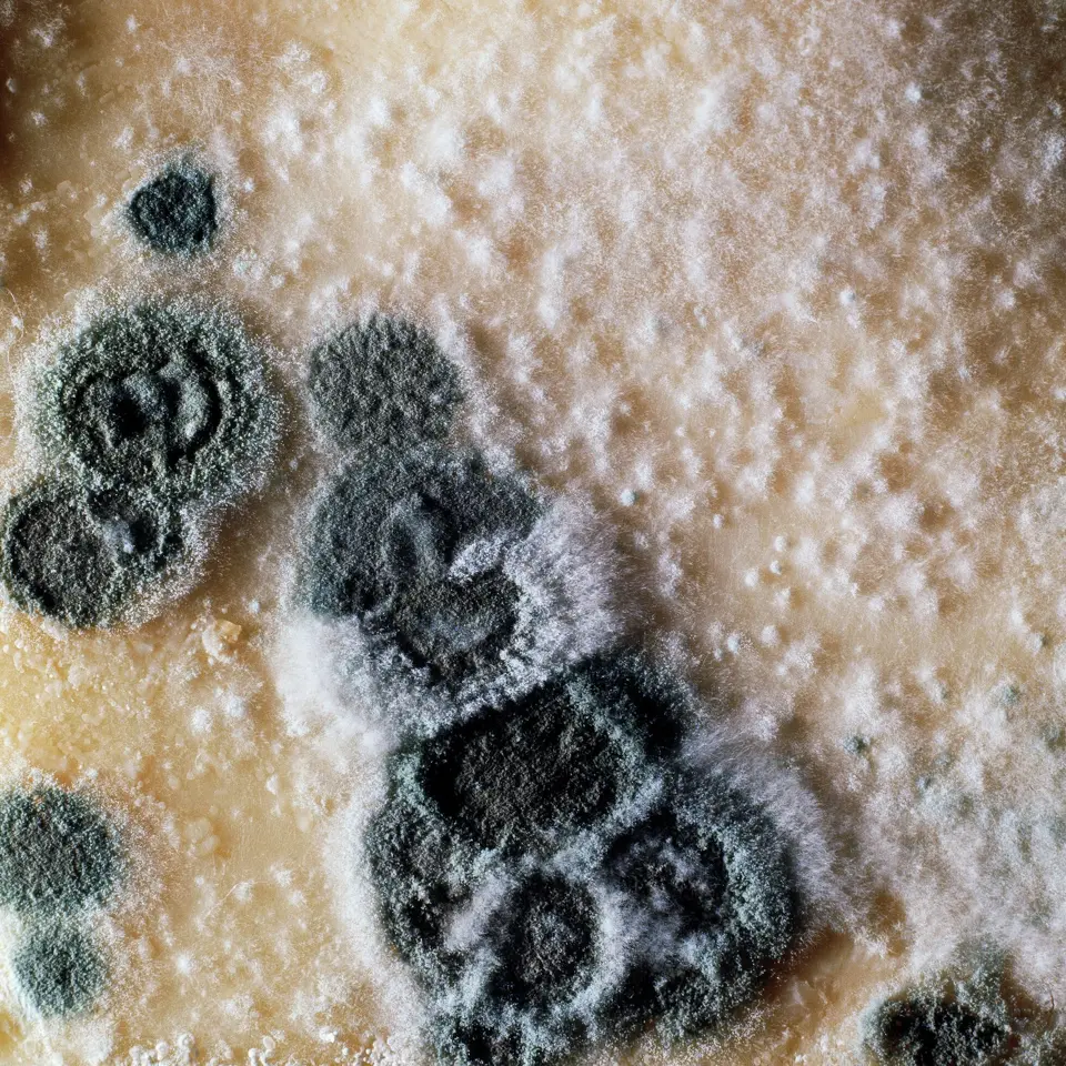 Mold and HVAC Moisture Problems Delay Opening of Texas Elementary School